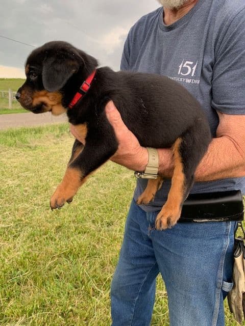 Rottweiler Puppies media 10