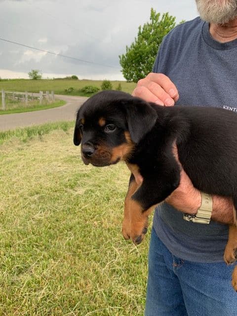 Rottweiler Puppies media 11