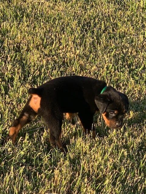 Rottweiler Puppies media 13