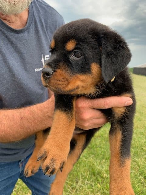 Rottweiler Puppies media 14