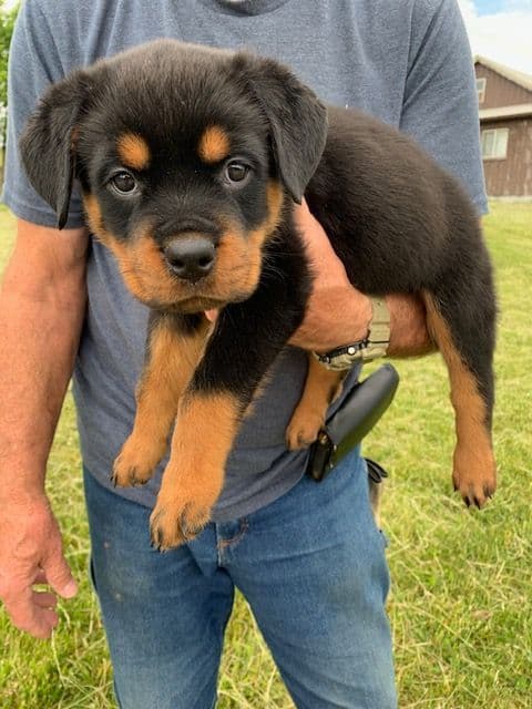 Rottweiler Puppies media 15