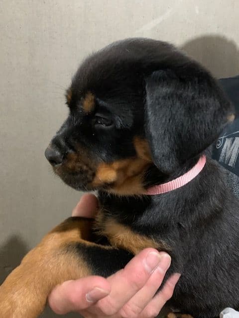 Rottweiler Puppies media 16
