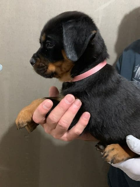 Rottweiler Puppies media 17
