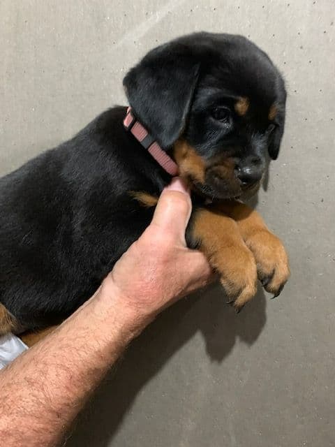 Rottweiler Puppies media 18
