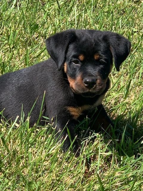 Rottweiler Puppies media 19