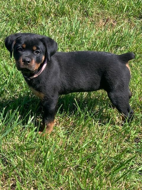 Rottweiler Puppies media 20