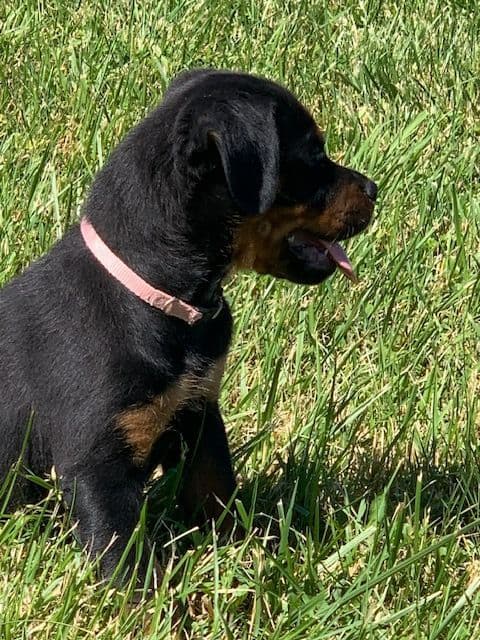Rottweiler Puppies media 21