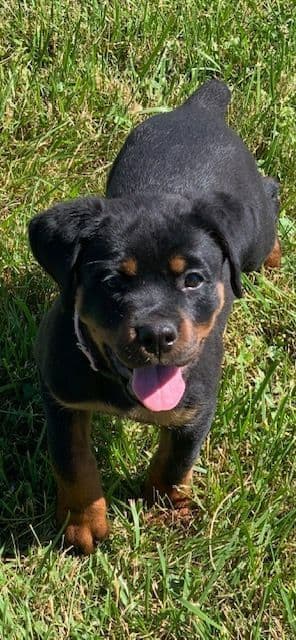 Rottweiler Puppies media 22