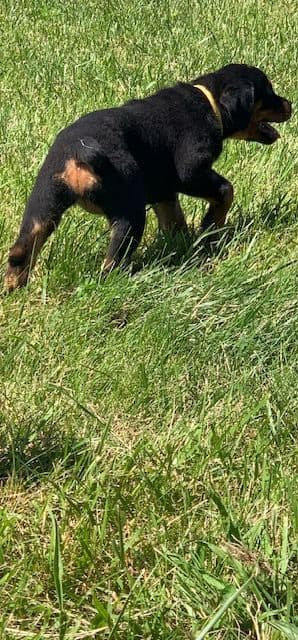 Rottweiler Puppies media 23