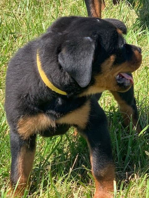 Rottweiler Puppies media 24