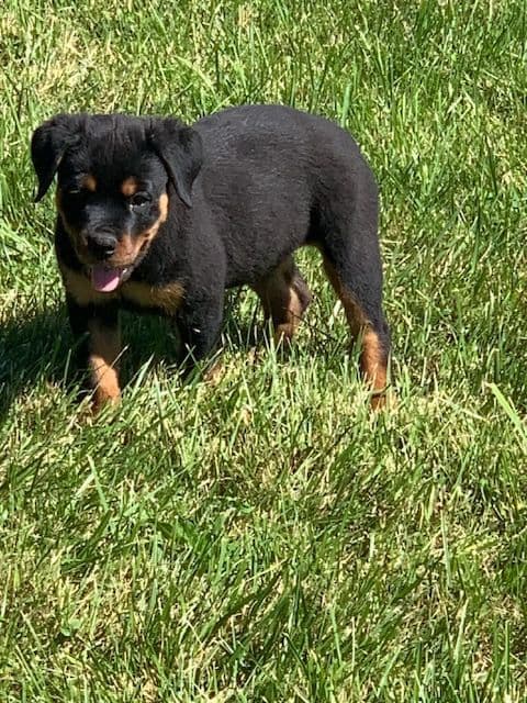 Rottweiler Puppies media 25