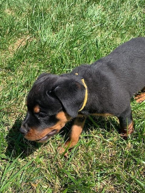 Rottweiler Puppies media 26