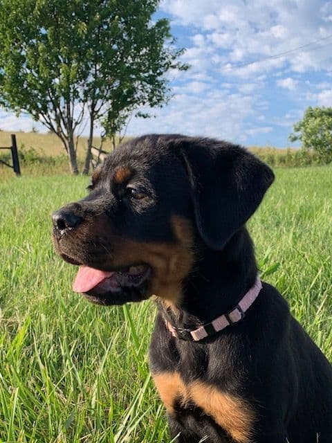 Rottweiler Puppies media 27