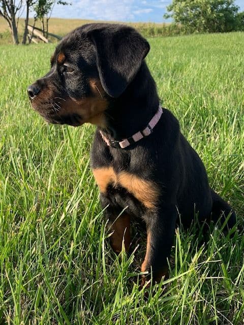 Rottweiler Puppies media 28