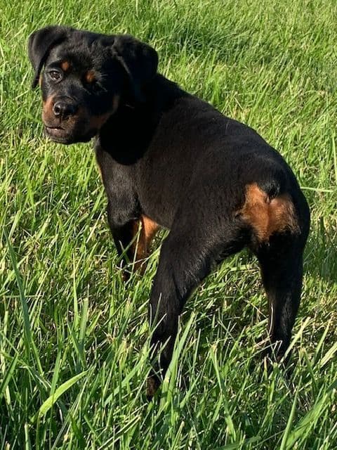 Rottweiler Puppies media 29