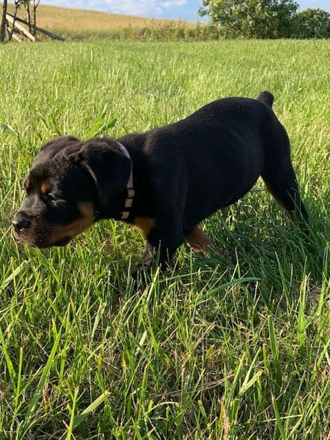 Rottweiler Puppies media 30