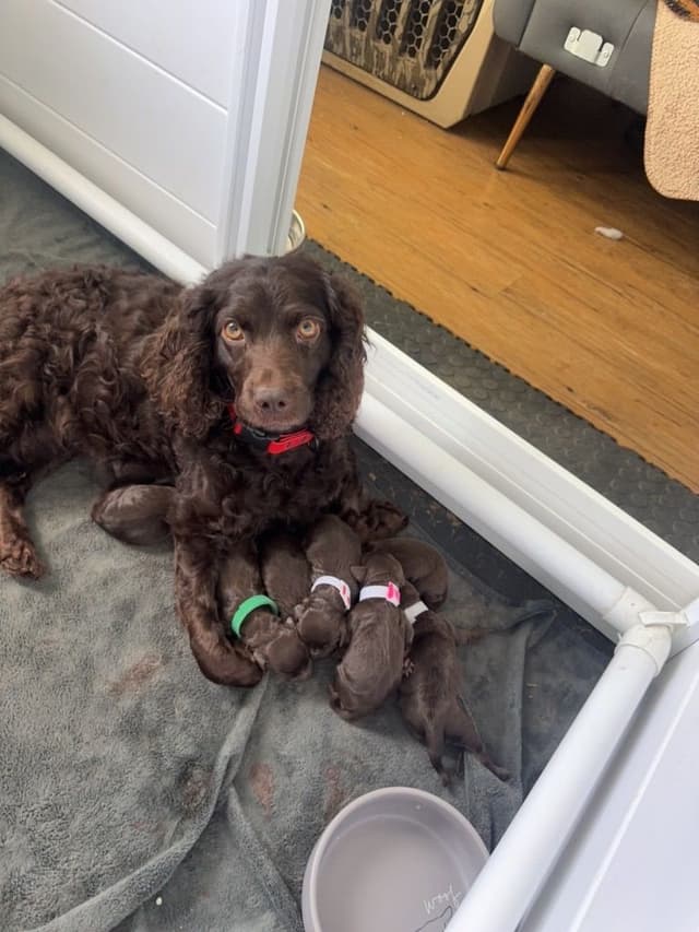 Boykin Spaniel Puppies media 2