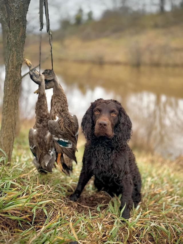 Boykin Spaniel Puppies media 3