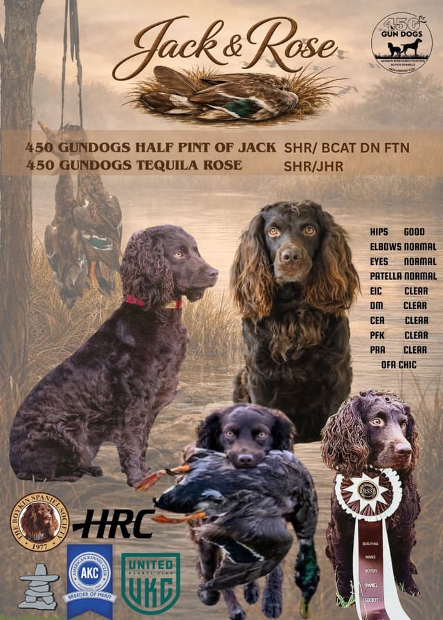 Boykin Spaniel Puppies media 4