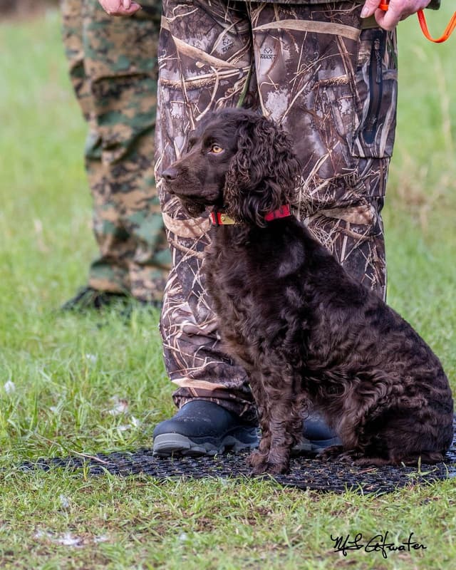 Boykin Spaniel Puppies media 5