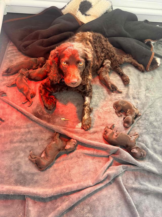 Boykin Spaniel Puppies media 6