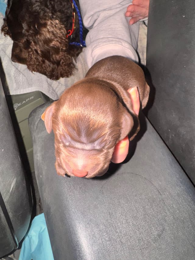 Boykin Spaniel Puppies media 7