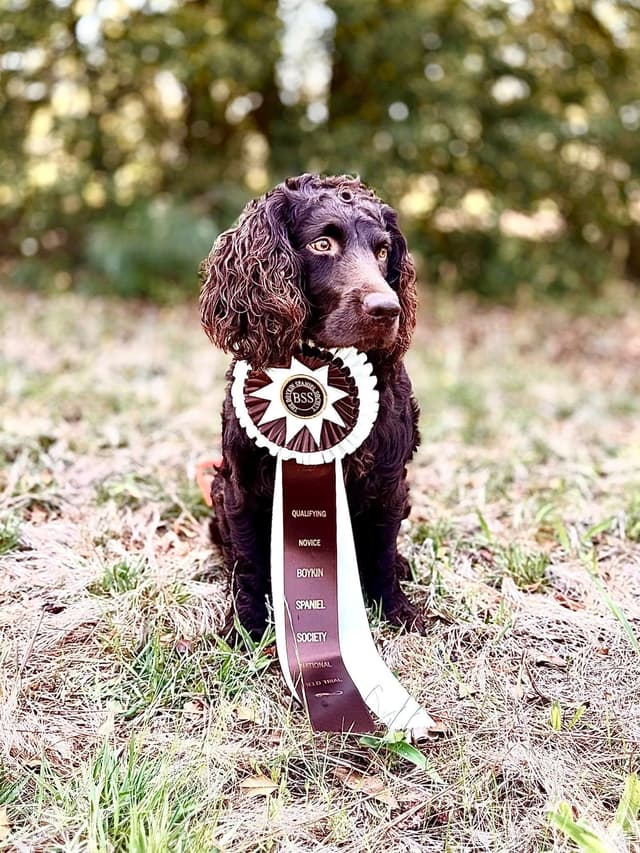 Boykin Spaniel Puppies media 8