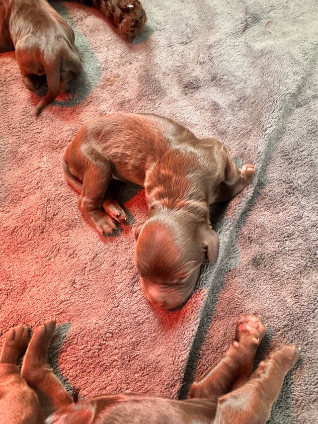 Boykin Spaniel Puppies media 9