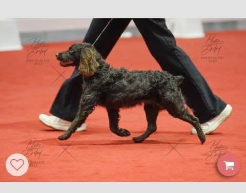 Boykin Spaniel Puppies media 10