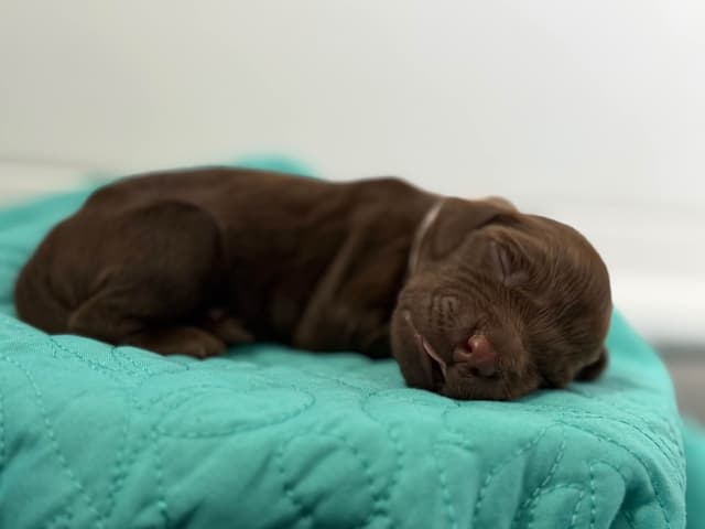 Boykin Spaniel Puppies media 11