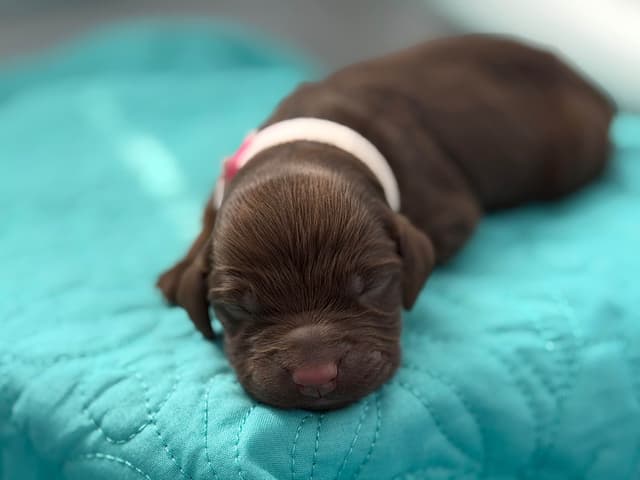 Boykin Spaniel Puppies media 12