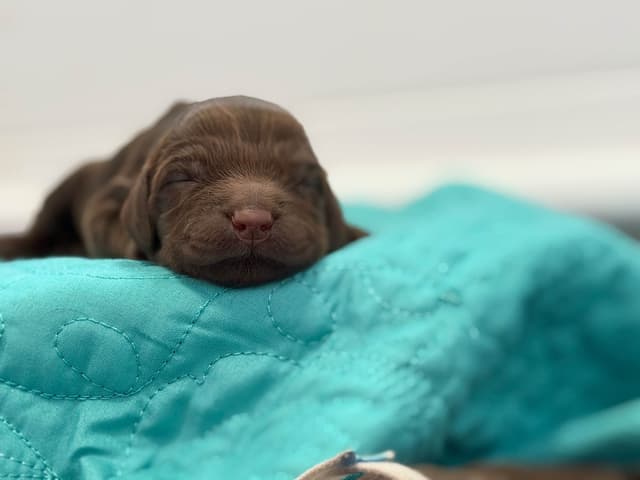Boykin Spaniel Puppies media 13