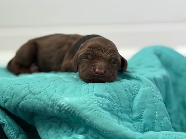 Boykin Spaniel Puppies media 14