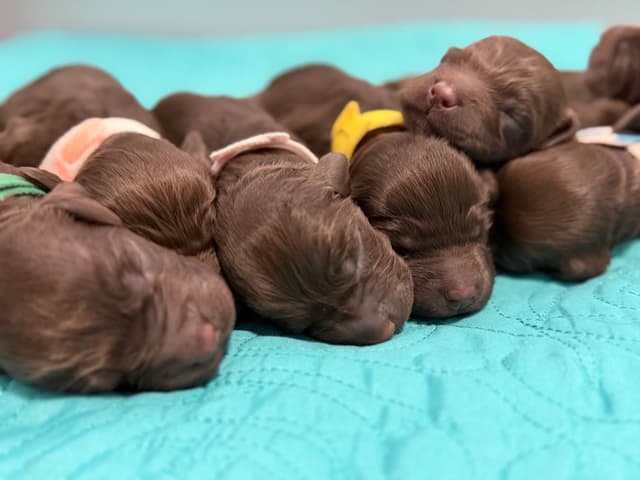 Boykin Spaniel Puppies media 15