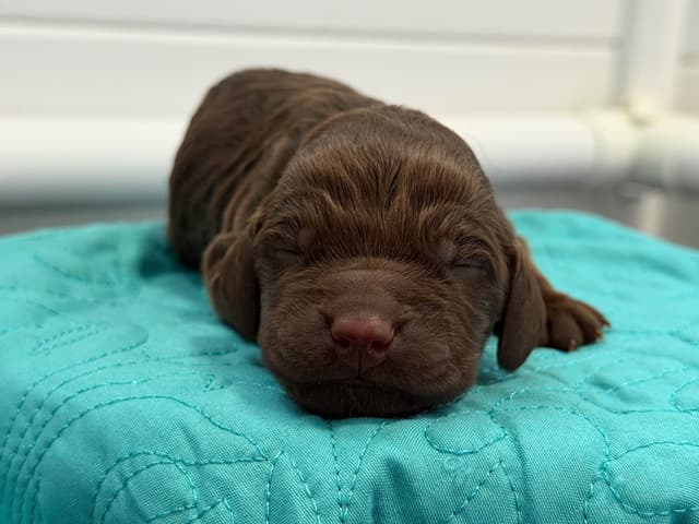 Boykin Spaniel Puppies media 16