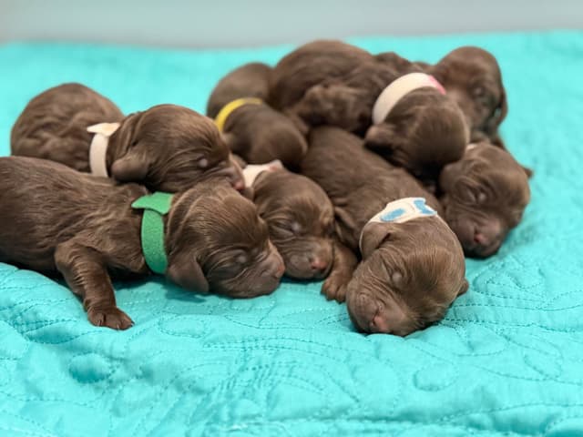 Boykin Spaniel Puppies media 17