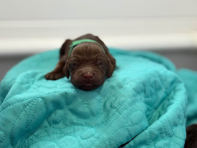 Boykin Spaniel Puppies media 18