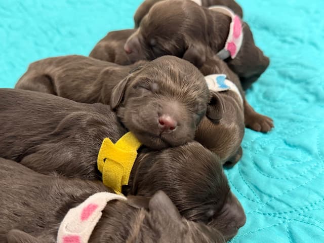 Boykin Spaniel Puppies media 19