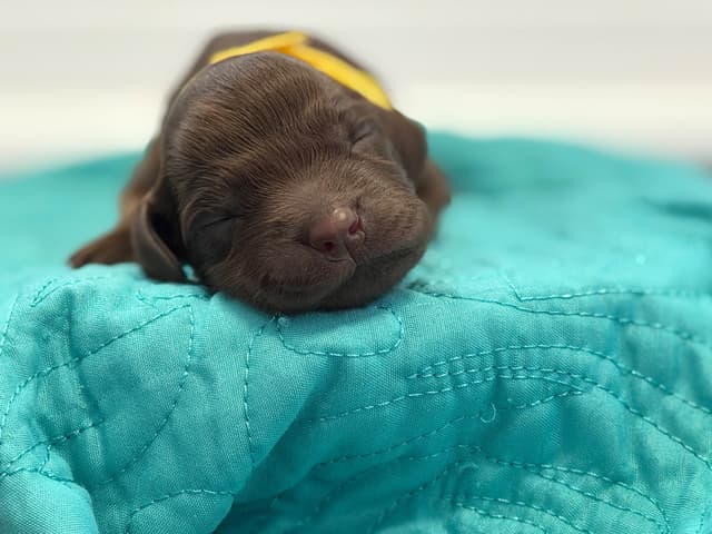Boykin Spaniel Puppies media 20