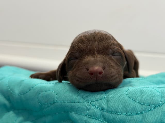 Boykin Spaniel Puppies media 21