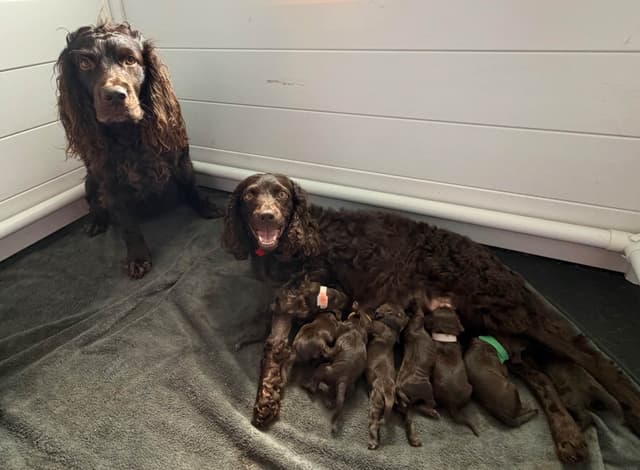 Boykin Spaniel Puppies media 22