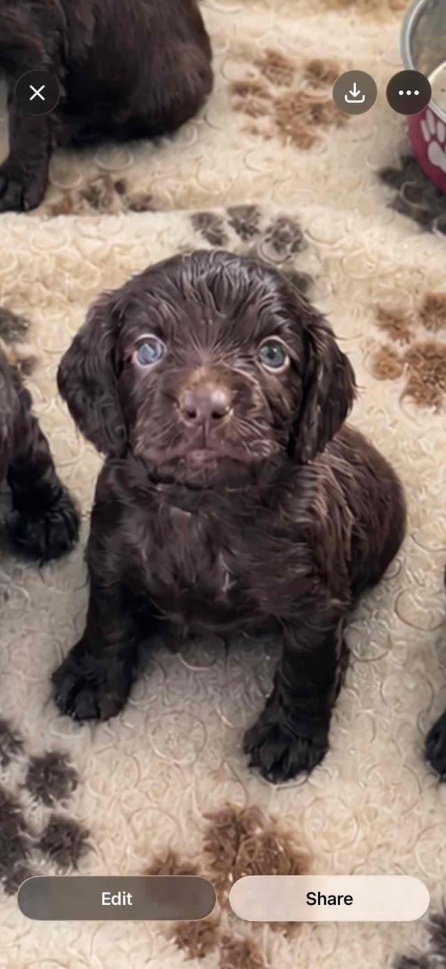 Boykin Spaniel Puppies media 23