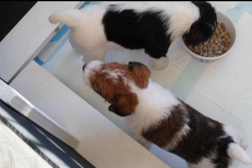 Wire Fox Terrier Puppies breeder image 4