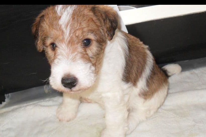 Wire Fox Terrier Puppies breeder image 5