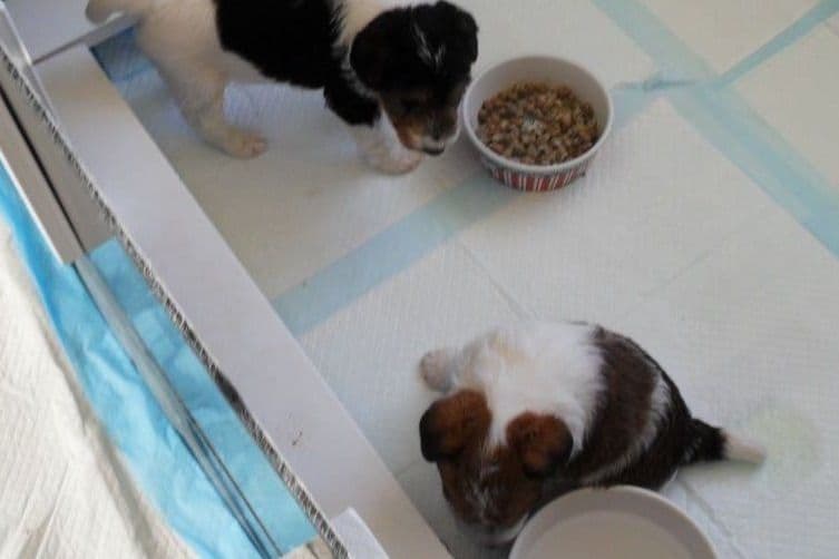 Wire Fox Terrier Puppies breeder image 6