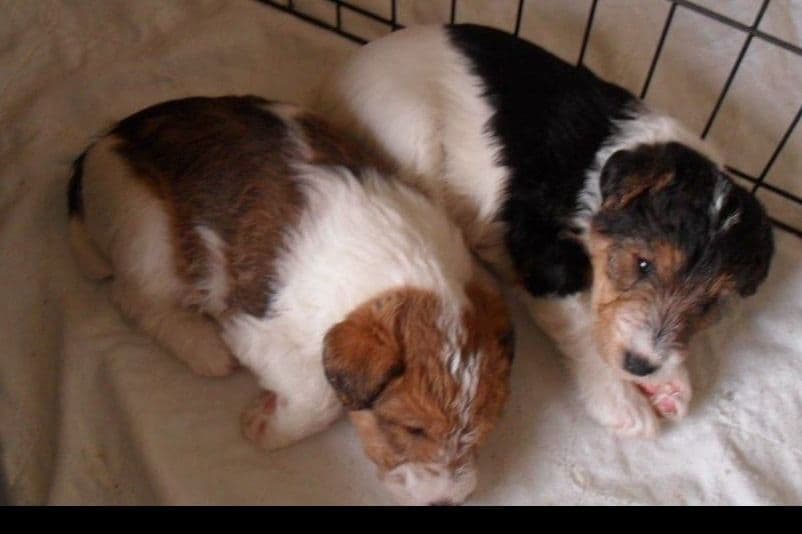 Wire Fox Terrier Puppies breeder image 7