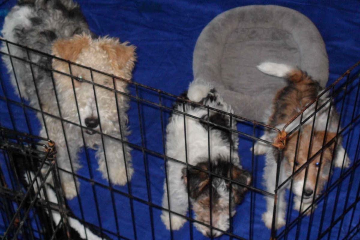 Wire Fox Terrier Puppies breeder image 9