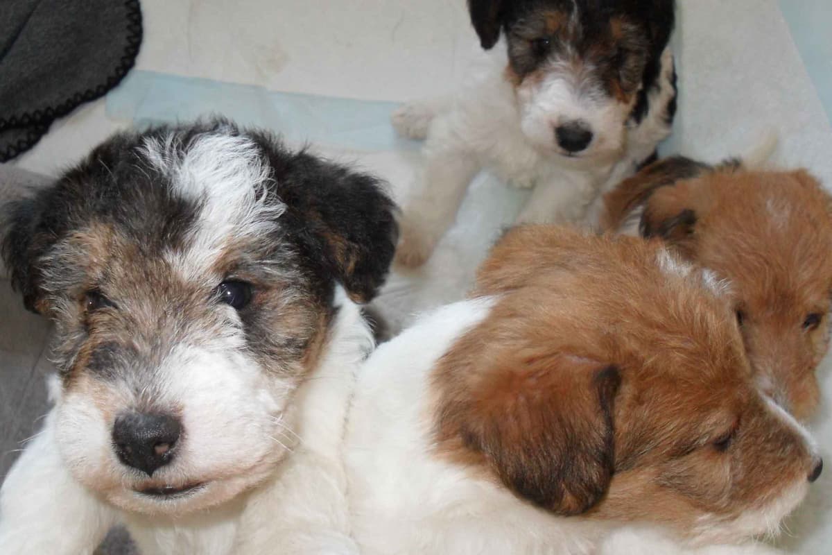 Wire Fox Terrier Puppies breeder image 10