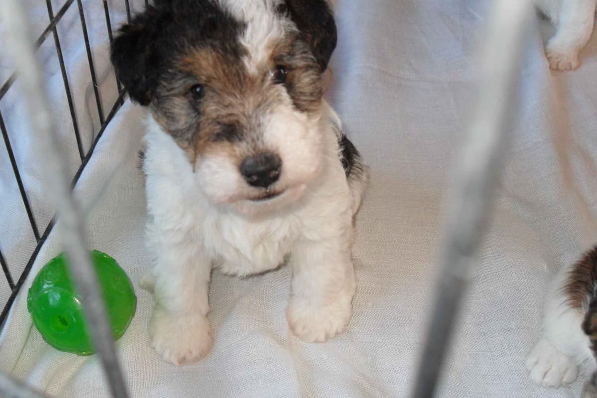 Wire Fox Terrier Puppies breeder image 11
