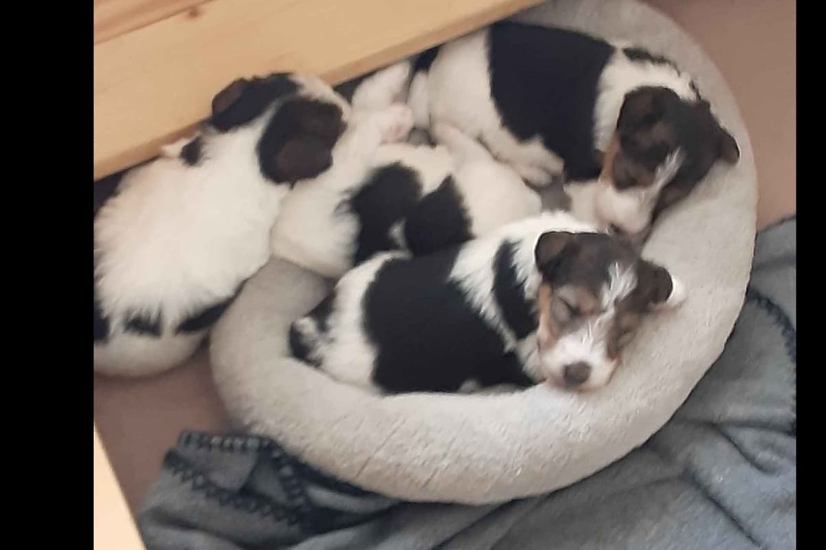Wire Fox Terrier Puppies breeder image 13